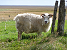 Kirkjubæjarklaustur et ses environs (31/08/2009) Un des millions de moutons islandais
